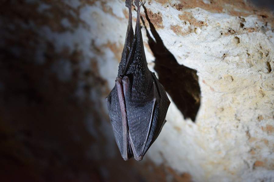 Bats in Riviera Maya Mexico