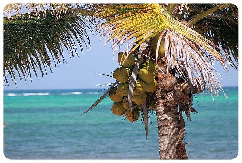 coconut palm tree mexico