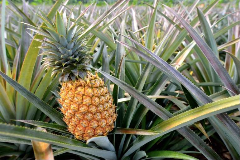 Pineapple growing in Riviera Maya Mexico