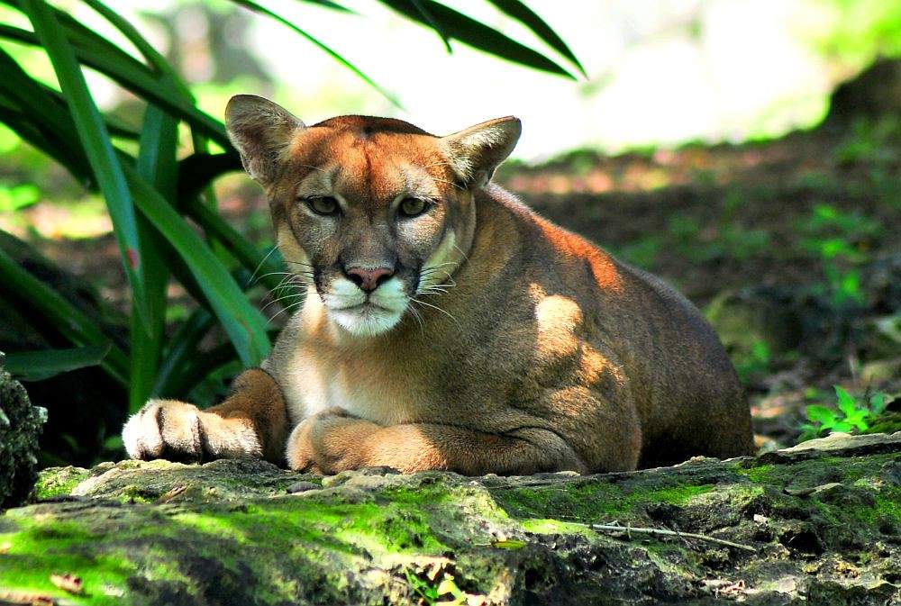 Puma in Riviera Maya
