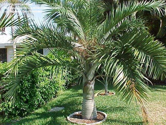 Caribbean Cherry Palm