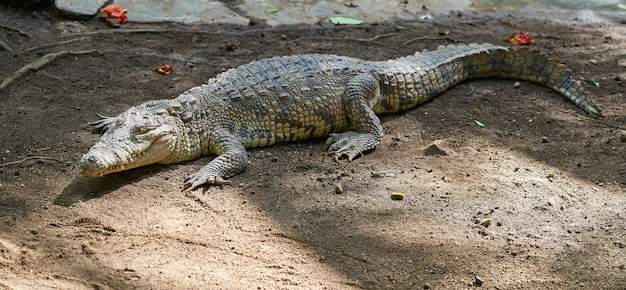 Crocodiles in Riviera Maya