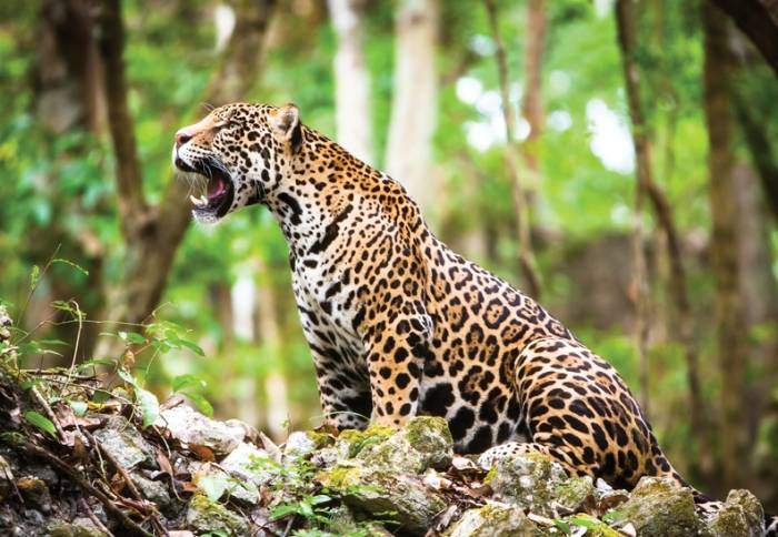 Jaguar in Riviera Maya