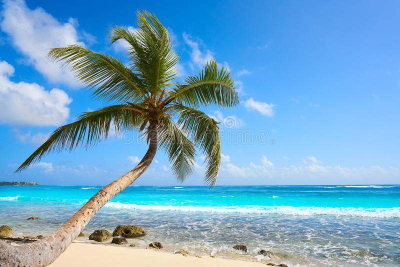 Coconut Tree Palm Riviera Maya
