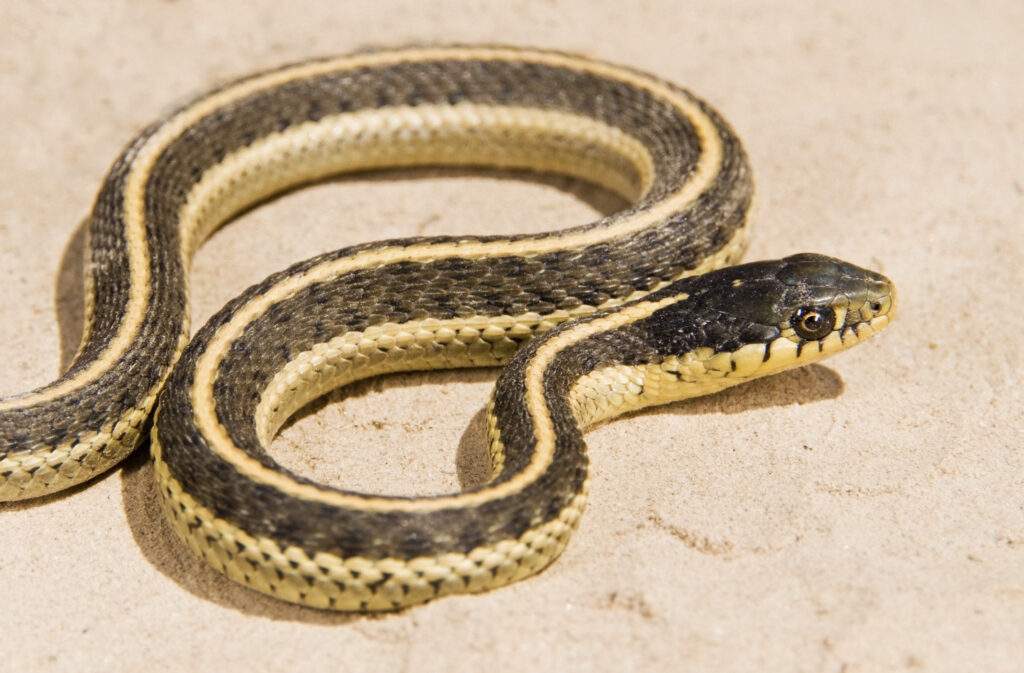 snake of riviera maya mexico