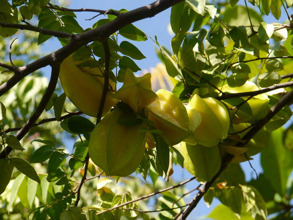 Star Fruit Tree Riviera Maya