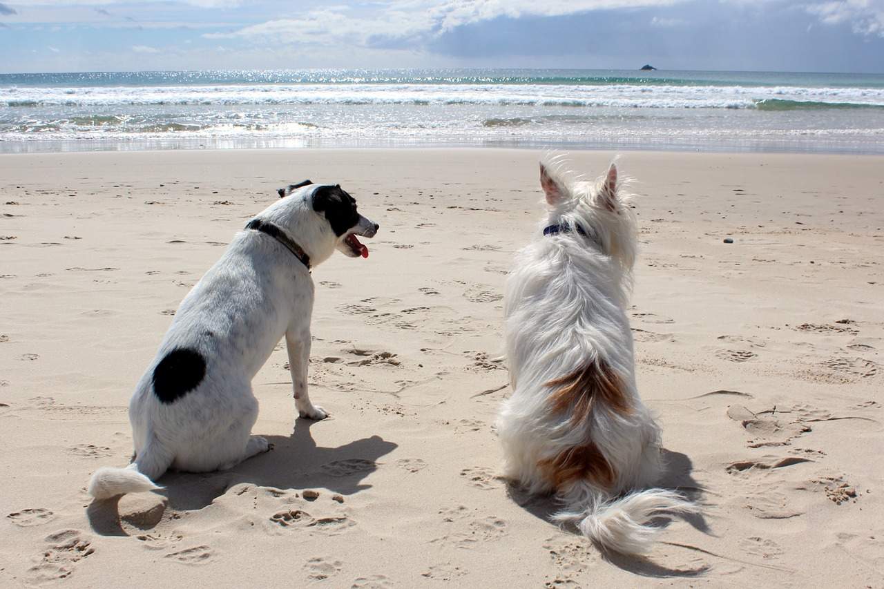 dog, beach, pet-648170.jpg