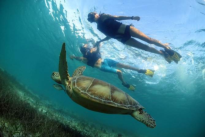 swim with turtles in playa del carmen